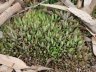 Bryophyllum delagoense-4.jpg